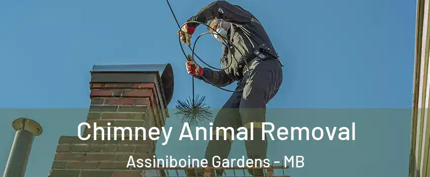  Chimney Animal Removal Assiniboine Gardens - MB