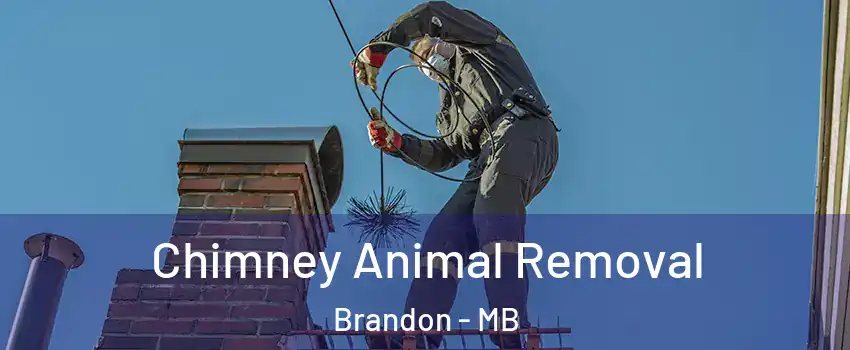  Chimney Animal Removal Brandon - MB