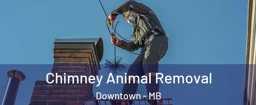  Chimney Animal Removal Downtown - MB