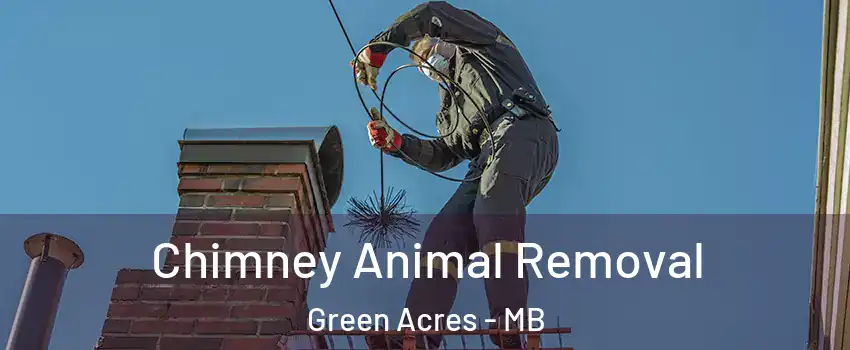  Chimney Animal Removal Green Acres - MB