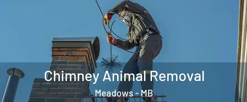  Chimney Animal Removal Meadows - MB