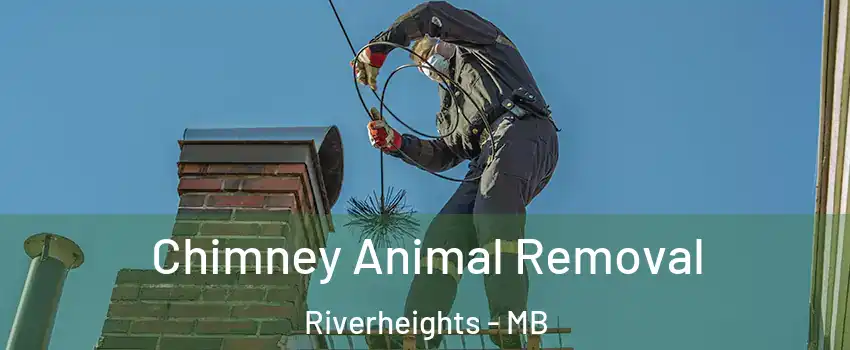  Chimney Animal Removal Riverheights - MB