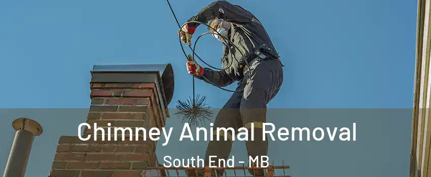  Chimney Animal Removal South End - MB